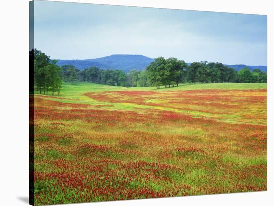 USA, Arkansas. Blooming Scarlet Clover in Boston Mountains-Dennis Flaherty-Stretched Canvas