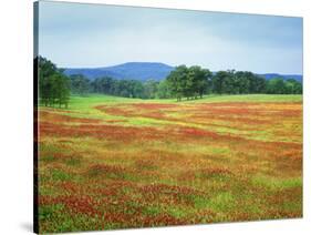 USA, Arkansas. Blooming Scarlet Clover in Boston Mountains-Dennis Flaherty-Stretched Canvas