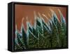 Usa, Bellevue. Lace aloe-Merrill Images-Framed Stretched Canvas