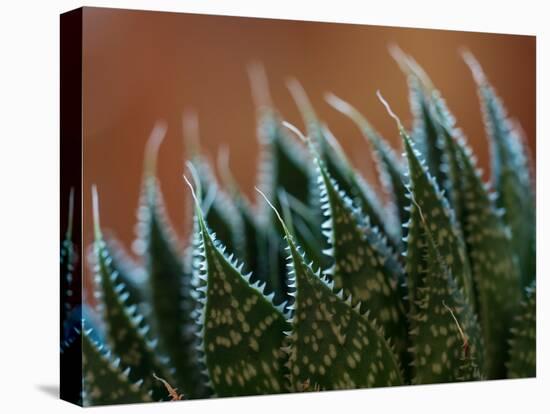 Usa, Bellevue. Lace aloe-Merrill Images-Stretched Canvas