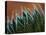 Usa, Bellevue. Lace aloe-Merrill Images-Stretched Canvas