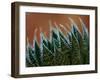 Usa, Bellevue. Lace aloe-Merrill Images-Framed Photographic Print