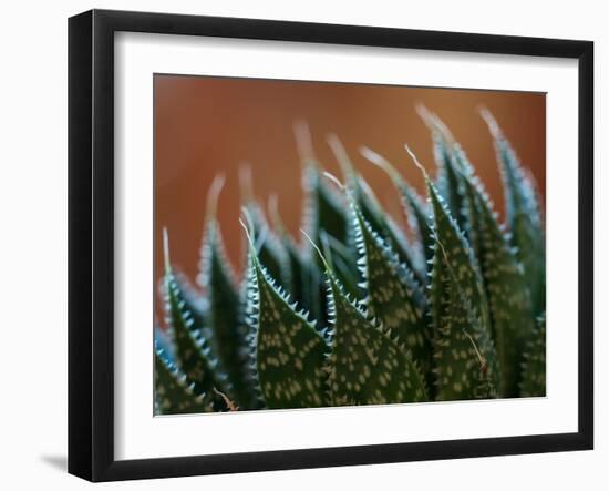 Usa, Bellevue. Lace aloe-Merrill Images-Framed Photographic Print