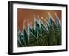 Usa, Bellevue. Lace aloe-Merrill Images-Framed Photographic Print