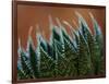 Usa, Bellevue. Lace aloe-Merrill Images-Framed Photographic Print