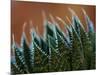 Usa, Bellevue. Lace aloe-Merrill Images-Mounted Photographic Print