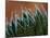 Usa, Bellevue. Lace aloe-Merrill Images-Mounted Photographic Print