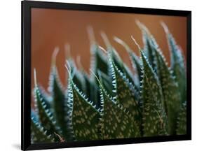 Usa, Bellevue. Lace aloe-Merrill Images-Framed Photographic Print