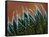 Usa, Bellevue. Lace aloe-Merrill Images-Framed Stretched Canvas