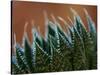 Usa, Bellevue. Lace aloe-Merrill Images-Stretched Canvas