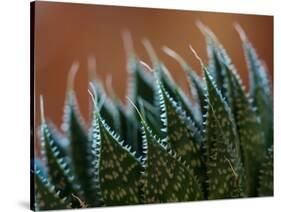 Usa, Bellevue. Lace aloe-Merrill Images-Stretched Canvas