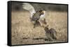 USA, Big Blue Ranch, Burchard, Nebraska. Prairie chickens fighting on the lek.-Deborah Winchester-Framed Stretched Canvas