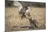 USA, Big Blue Ranch, Burchard, Nebraska. Prairie chickens fighting on the lek.-Deborah Winchester-Mounted Photographic Print