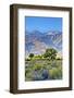 USA, Bishop, California. Eastern Sierra Region, Owens Valley-Joe Restuccia III-Framed Photographic Print