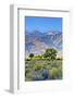 USA, Bishop, California. Eastern Sierra Region, Owens Valley-Joe Restuccia III-Framed Photographic Print