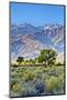 USA, Bishop, California. Eastern Sierra Region, Owens Valley-Joe Restuccia III-Mounted Photographic Print