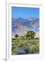USA, Bishop, California. Eastern Sierra Region, Owens Valley-Joe Restuccia III-Framed Premium Photographic Print