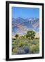 USA, Bishop, California. Eastern Sierra Region, Owens Valley-Joe Restuccia III-Framed Premium Photographic Print