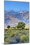 USA, Bishop, California. Eastern Sierra Region, Owens Valley-Joe Restuccia III-Mounted Premium Photographic Print