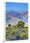 USA, Bishop, California. Eastern Sierra Region, Owens Valley-Joe Restuccia III-Framed Photographic Print