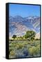 USA, Bishop, California. Eastern Sierra Region, Owens Valley-Joe Restuccia III-Framed Stretched Canvas