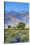 USA, Bishop, California. Eastern Sierra Region, Owens Valley-Joe Restuccia III-Stretched Canvas