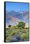 USA, Bishop, California. Eastern Sierra Region, Owens Valley-Joe Restuccia III-Framed Stretched Canvas