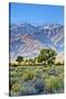 USA, Bishop, California. Eastern Sierra Region, Owens Valley-Joe Restuccia III-Stretched Canvas