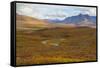 USA, Brooks Range, Gates of the Arctic National Preserve. Autumn color in tundra.-Jaynes Gallery-Framed Stretched Canvas