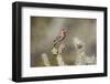 USA, Buckeye, Arizona. House finch perched on a cholla cactus in the Sonoran Desert.-Deborah Winchester-Framed Photographic Print