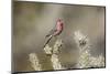 USA, Buckeye, Arizona. House finch perched on a cholla cactus in the Sonoran Desert.-Deborah Winchester-Mounted Photographic Print