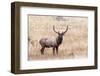 USA, bull elk-George Theodore-Framed Photographic Print