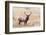 USA, bull elk-George Theodore-Framed Photographic Print