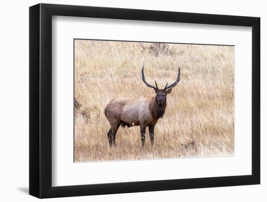 USA, bull elk-George Theodore-Framed Photographic Print