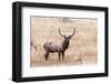 USA, bull elk-George Theodore-Framed Photographic Print