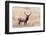 USA, bull elk-George Theodore-Framed Photographic Print