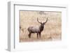 USA, bull elk-George Theodore-Framed Photographic Print