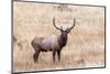 USA, bull elk-George Theodore-Mounted Photographic Print
