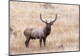 USA, bull elk-George Theodore-Mounted Photographic Print