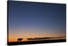 USA, Burchard, Nebraska. Cow at sunset.-Deborah Winchester-Stretched Canvas