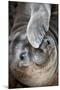 Usa, California. A curious elephant seal pup goes eye to the eye with the photographe.-Betty Sederquist-Mounted Photographic Print