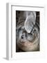 Usa, California. A curious elephant seal pup goes eye to the eye with the photographe.-Betty Sederquist-Framed Photographic Print