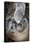 Usa, California. A curious elephant seal pup goes eye to the eye with the photographe.-Betty Sederquist-Framed Stretched Canvas