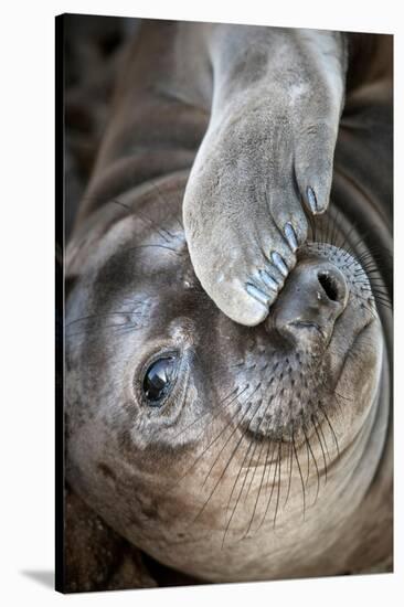 Usa, California. A curious elephant seal pup goes eye to the eye with the photographe.-Betty Sederquist-Stretched Canvas