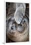 Usa, California. A curious elephant seal pup goes eye to the eye with the photographe.-Betty Sederquist-Framed Photographic Print