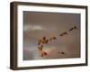 Usa, California. A flock of sandhill cranes flies at sunset, near Lodi, California.-Betty Sederquist-Framed Photographic Print