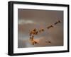 Usa, California. A flock of sandhill cranes flies at sunset, near Lodi, California.-Betty Sederquist-Framed Photographic Print