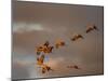 Usa, California. A flock of sandhill cranes flies at sunset, near Lodi, California.-Betty Sederquist-Mounted Photographic Print