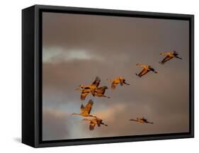 Usa, California. A flock of sandhill cranes flies at sunset, near Lodi, California.-Betty Sederquist-Framed Stretched Canvas