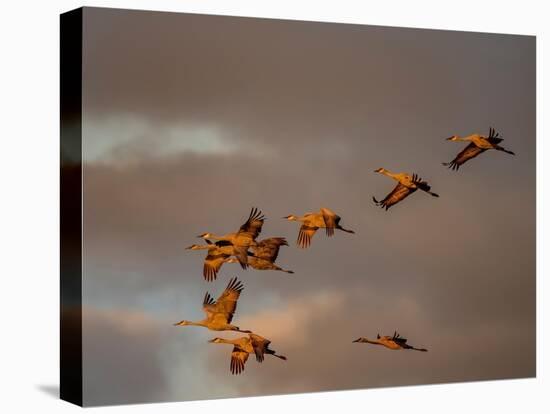 Usa, California. A flock of sandhill cranes flies at sunset, near Lodi, California.-Betty Sederquist-Stretched Canvas